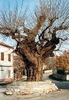 ZELENI KRAJOLIK ISTRE – LJEPOTA I ZDRAVLJE